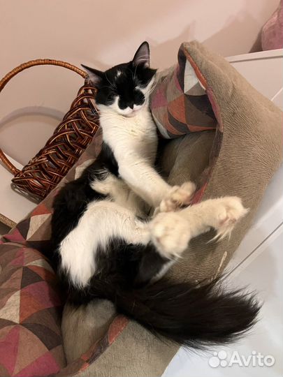 Черно-белые котята в дар. Нежнятины