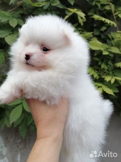 Померанский шпиц медвежьего типа