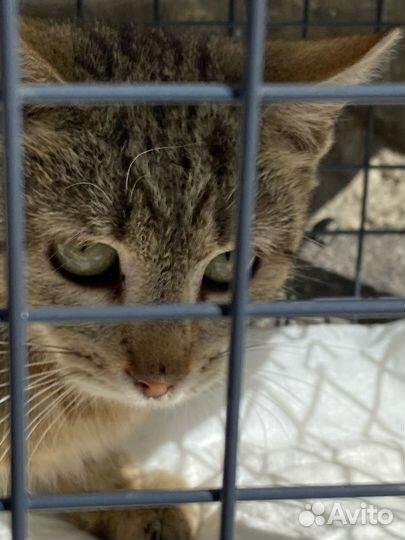 Пушистое счастье