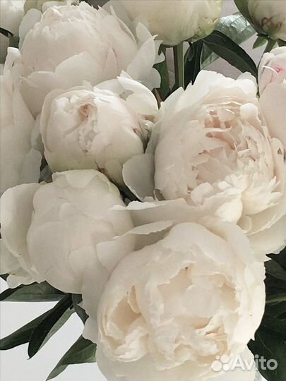 Ароматные пионы. Букет 9 шт