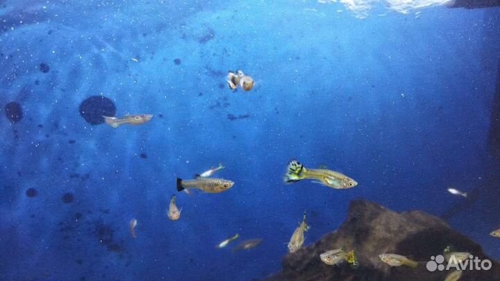 Аквариумные рыбки гуппи