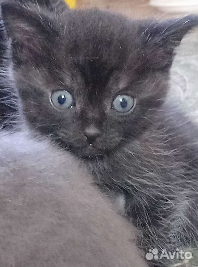 Котята бесплатно