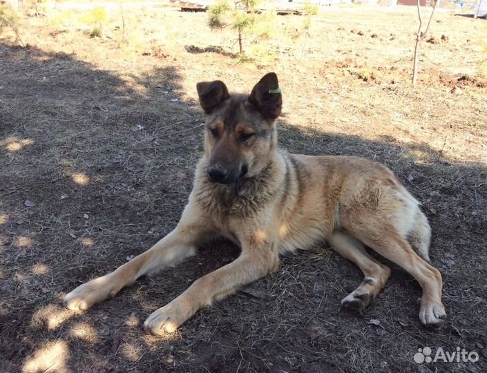 Молодой пёсик Филя