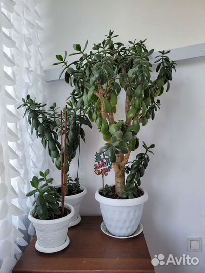 Денежное дерево