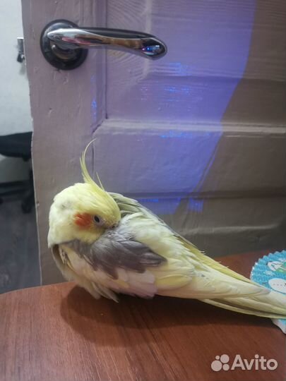 Попугай корелла