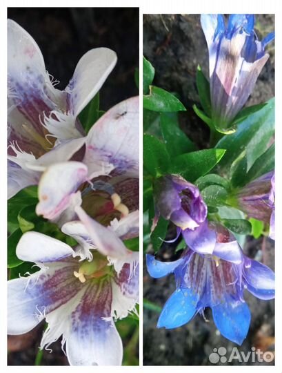 Горечавка и др