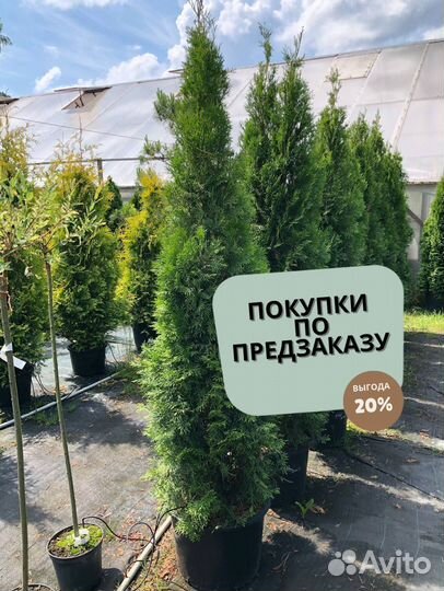 Туя для изгороди