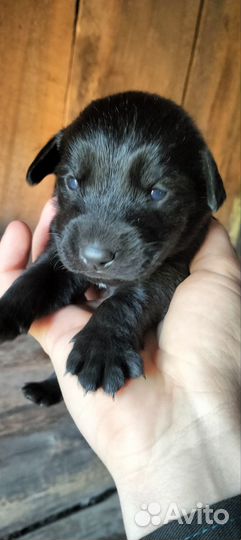 Щенки бесплатно