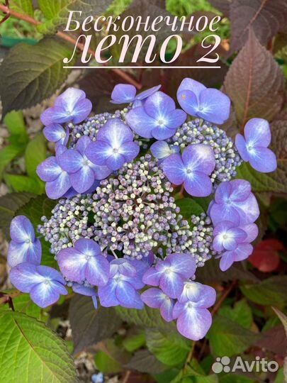 Гортензия метельчатая