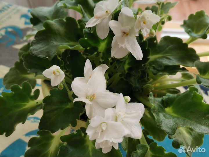 Фиалка weit madonna