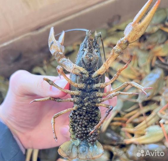 Живые раки и вареные