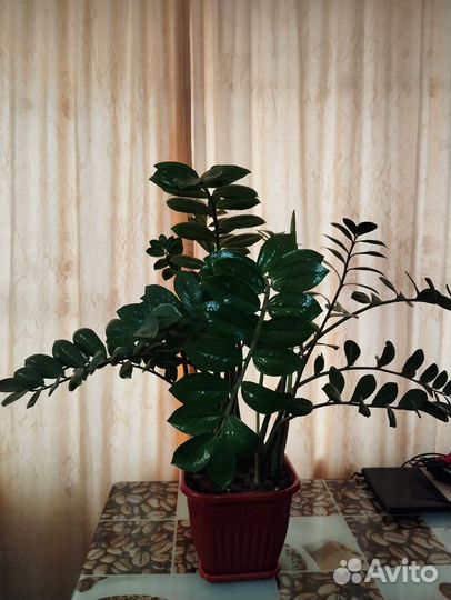 Замиокулькас