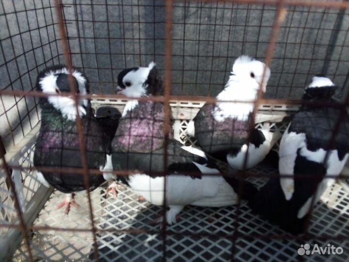 Голуби, продам венгерских киштинцев,выбор большой