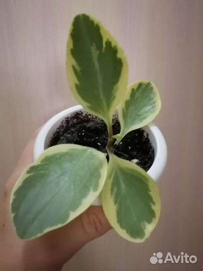 Комнатные цветы