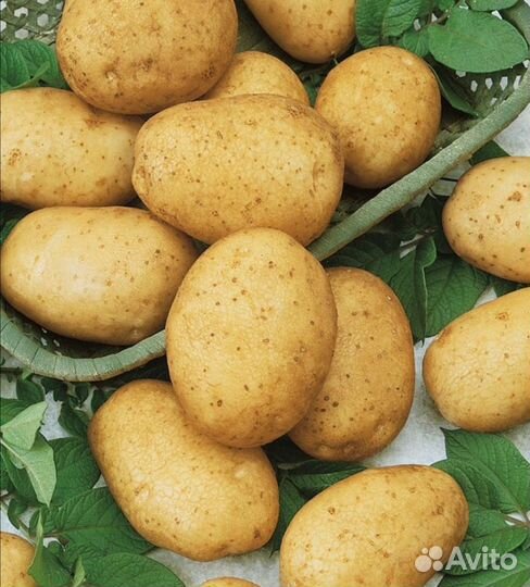 Картофель домашний