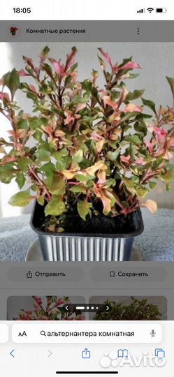 Антуриум Намора