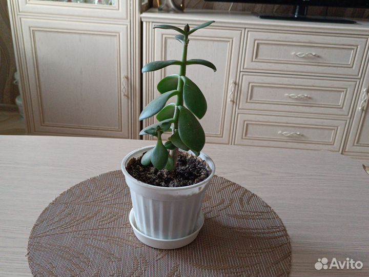 Денежное дерево(толстянка)