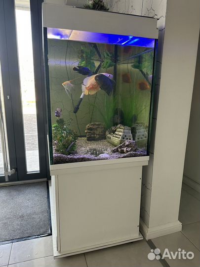 Аквариум с тумбой и рыбками