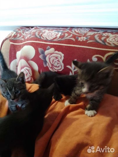 Котята в добрые руки