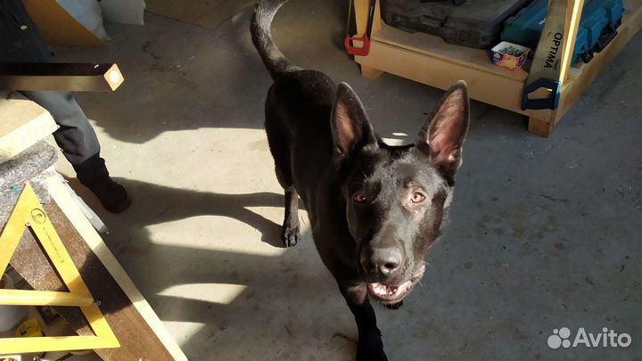 Вязка немецкой овчарки