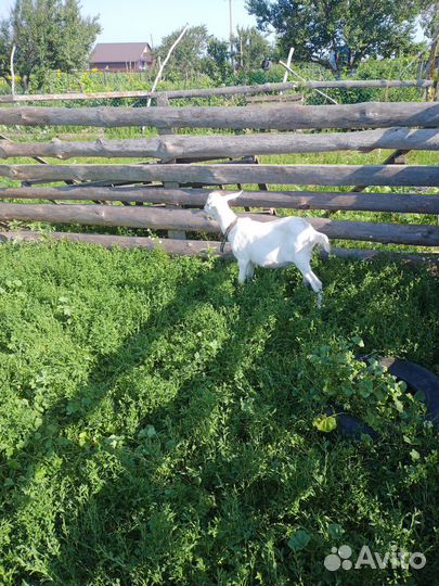 Козлочки. 8 месяцев на племя