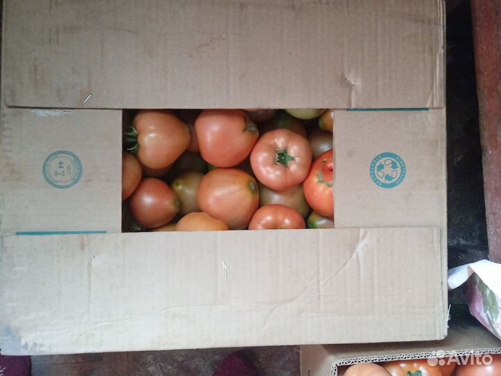 Помидоры домашние