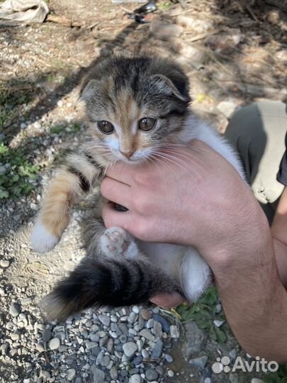 Вислоухие котята