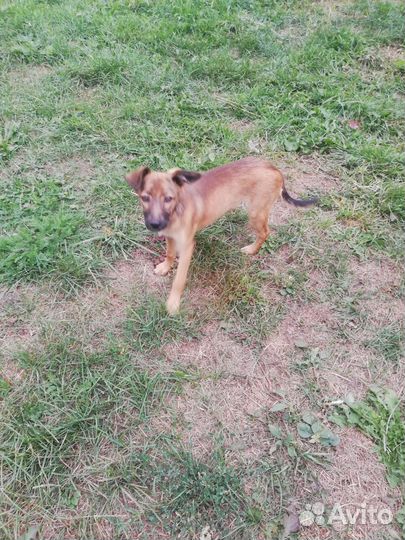 Щенок в добрые