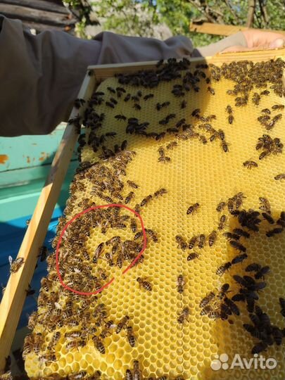 Мед со своей пасеки