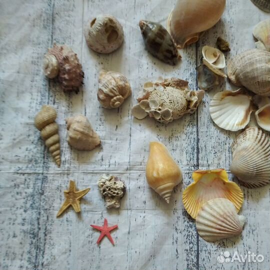 Ракушки морские для декора