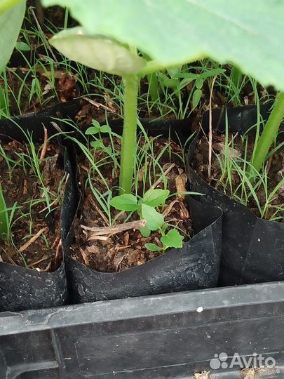 Рассада огурцов