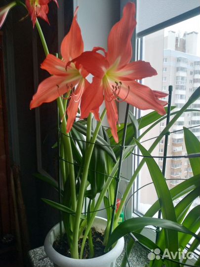 Растение Гиппеаструм (Амариллис)