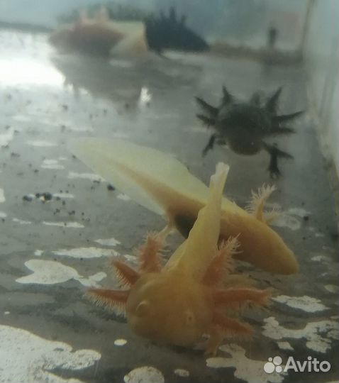 Крабы аквариумные, Аксолотли, Тритоны, Лягушки