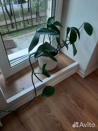 Эпипремнум драгон тэйл