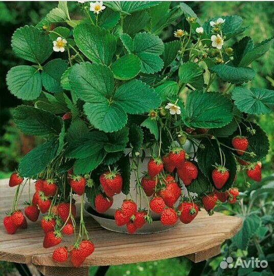 Клубника крупная саженцы, средняя круглый год и др
