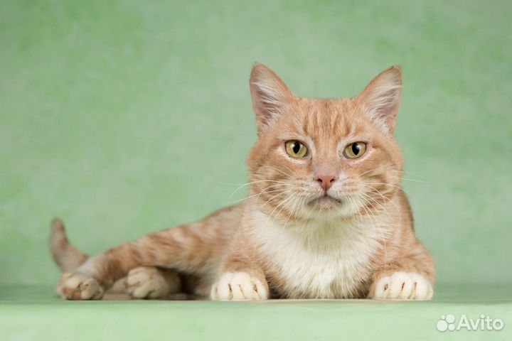 Котик Лаврик ищет дом