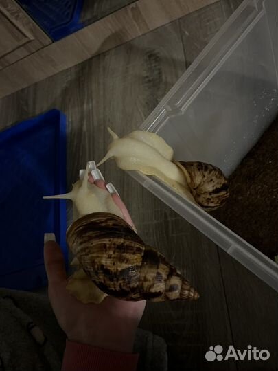 Улитки ахатины большие