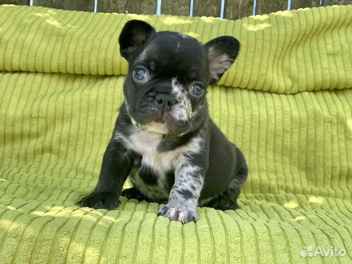 Нарядные щенки французского бульдога