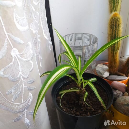 Хлорофитум волнистый