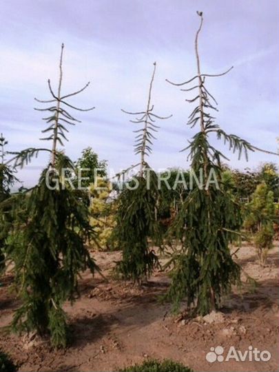 Ель обыкновенная Ротенхаус/350-400 см