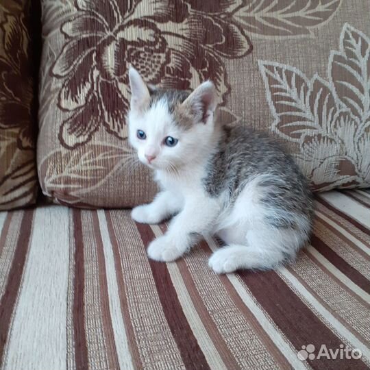 Котята в добрые руки бесплатно