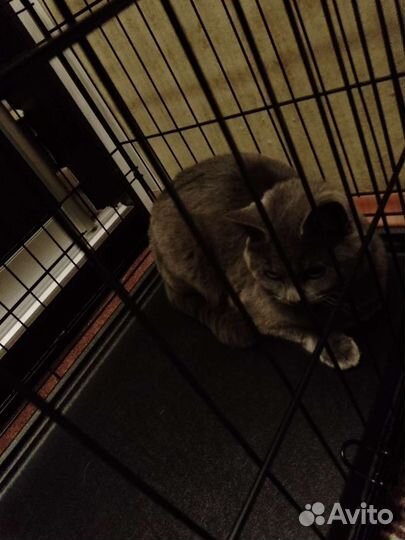 Русская голубая