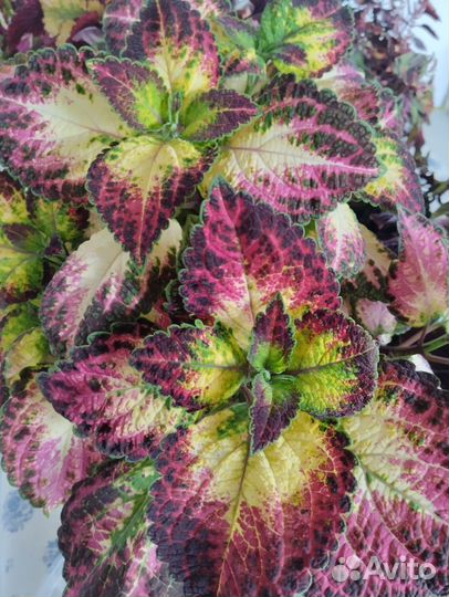 Колеус аватар