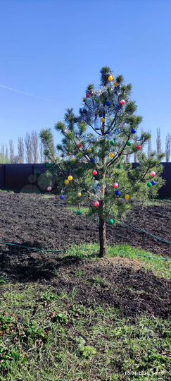 Участок 11 сот. (ИЖС)