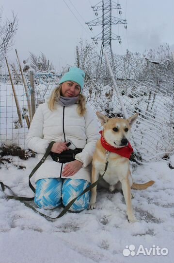 Песик Лис-красивый, рыженький умничка ищет дом