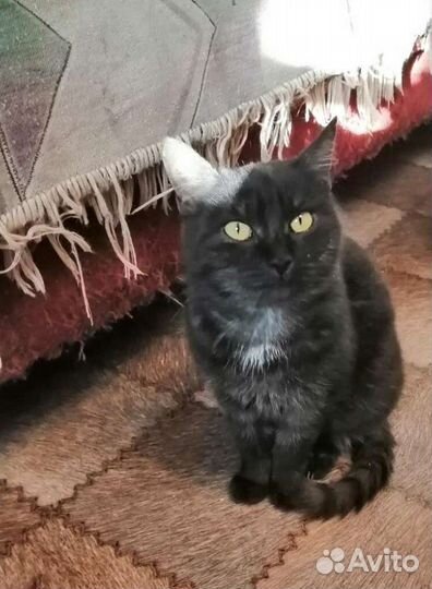 Кошка Лейла стерильная