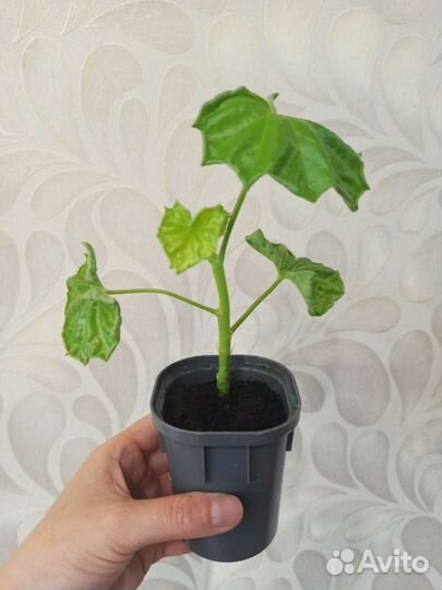 Пеларгония тюльпановидная Эмма