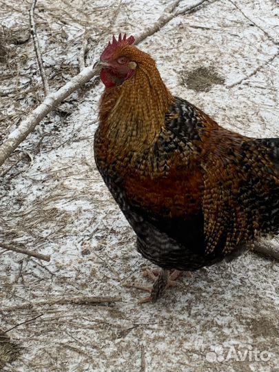 Молодые петухи