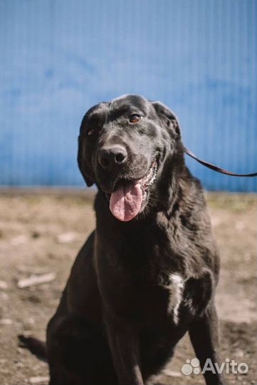 Собака метис лабрадора