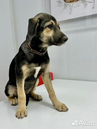 Щенок Девочка в ответственные руки